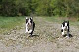 BOSTON TERRIER 194